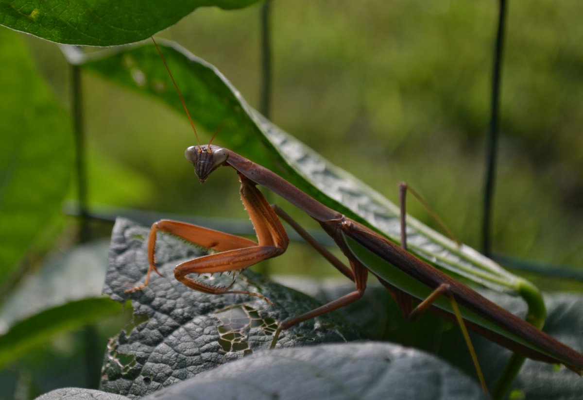 Богомол питомец