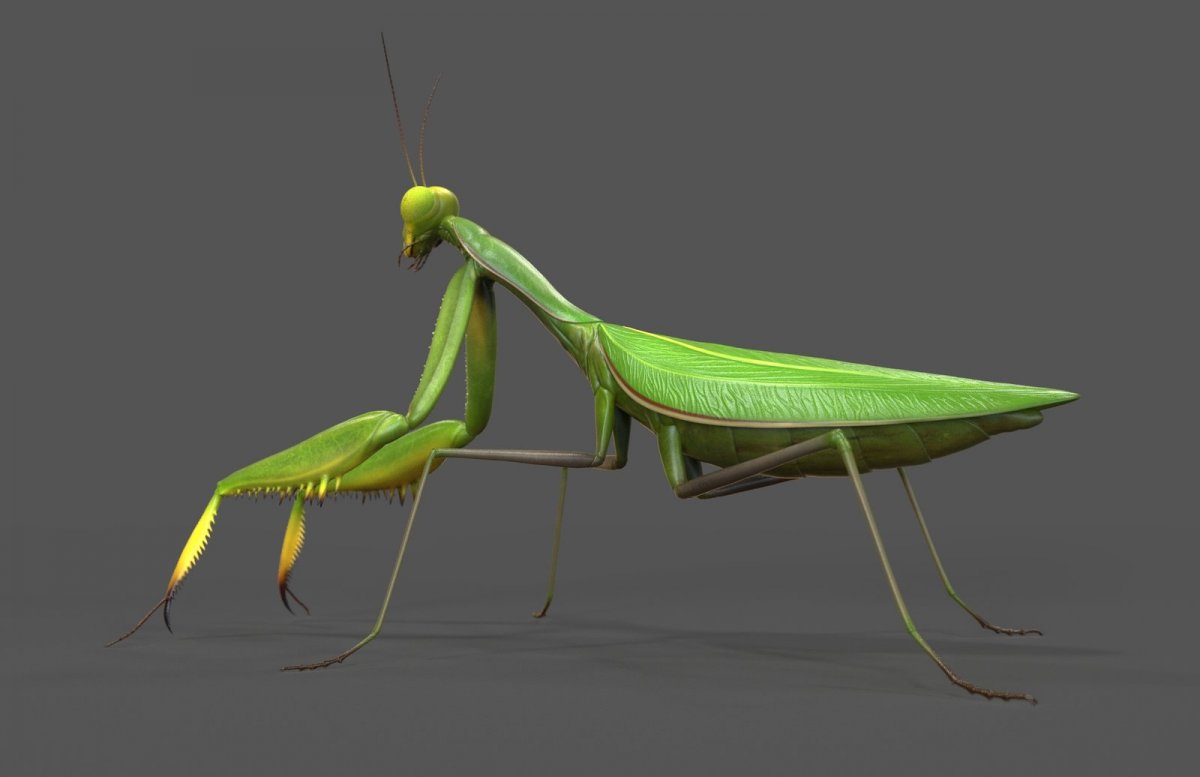 Букашки 2 богомол