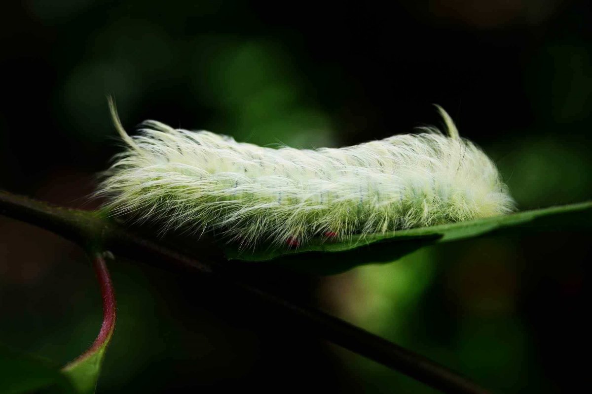 Зеленая пушистая гусеница