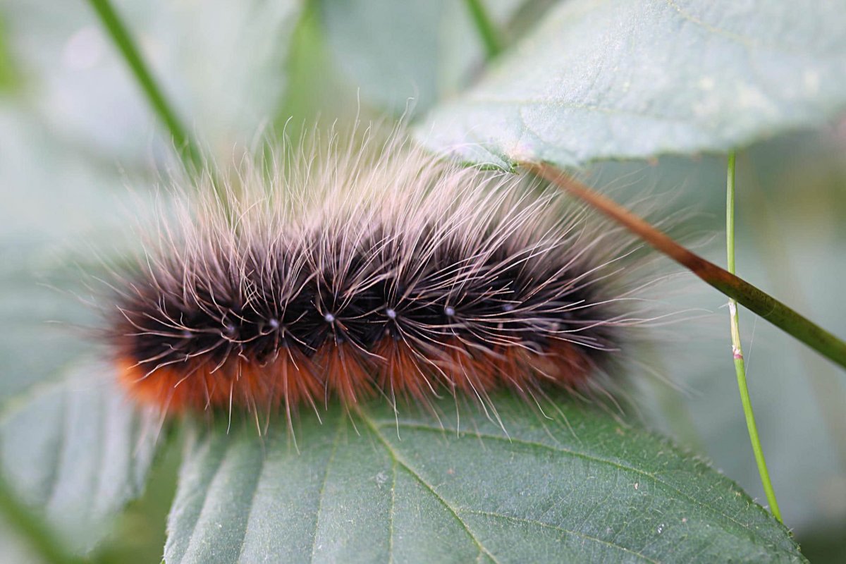 Уссурийский толстотел гусеница