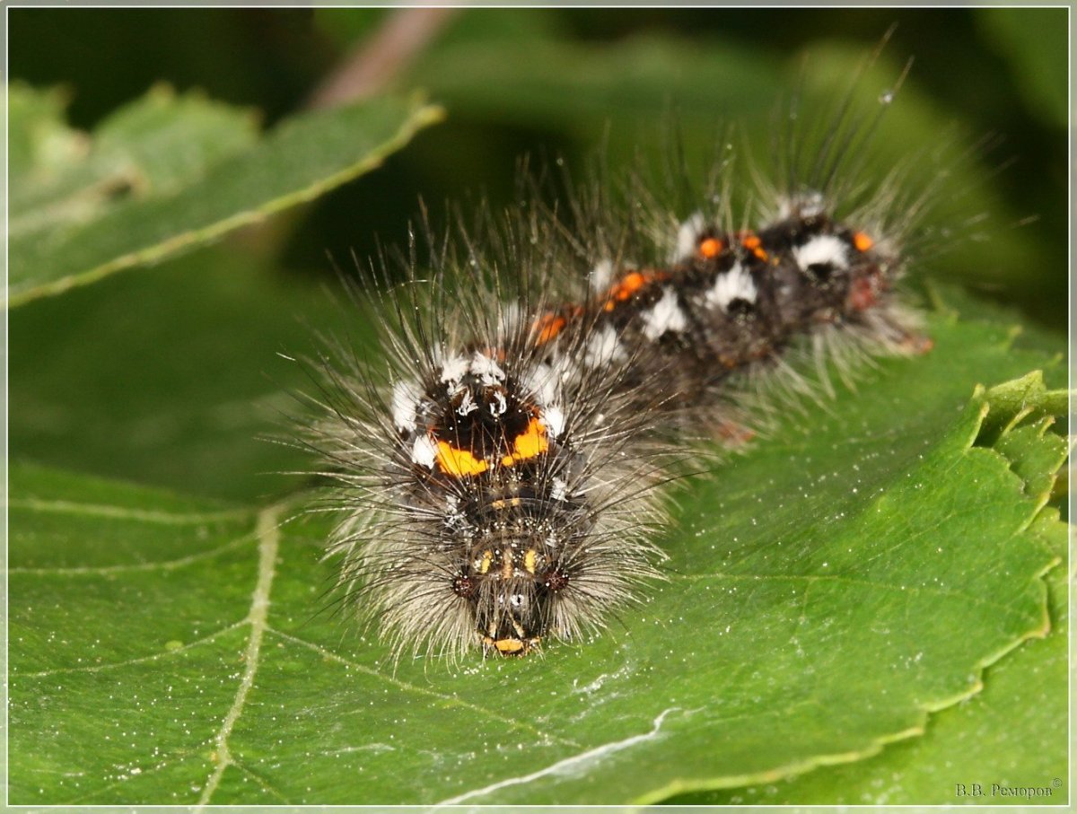 Гусеница макро