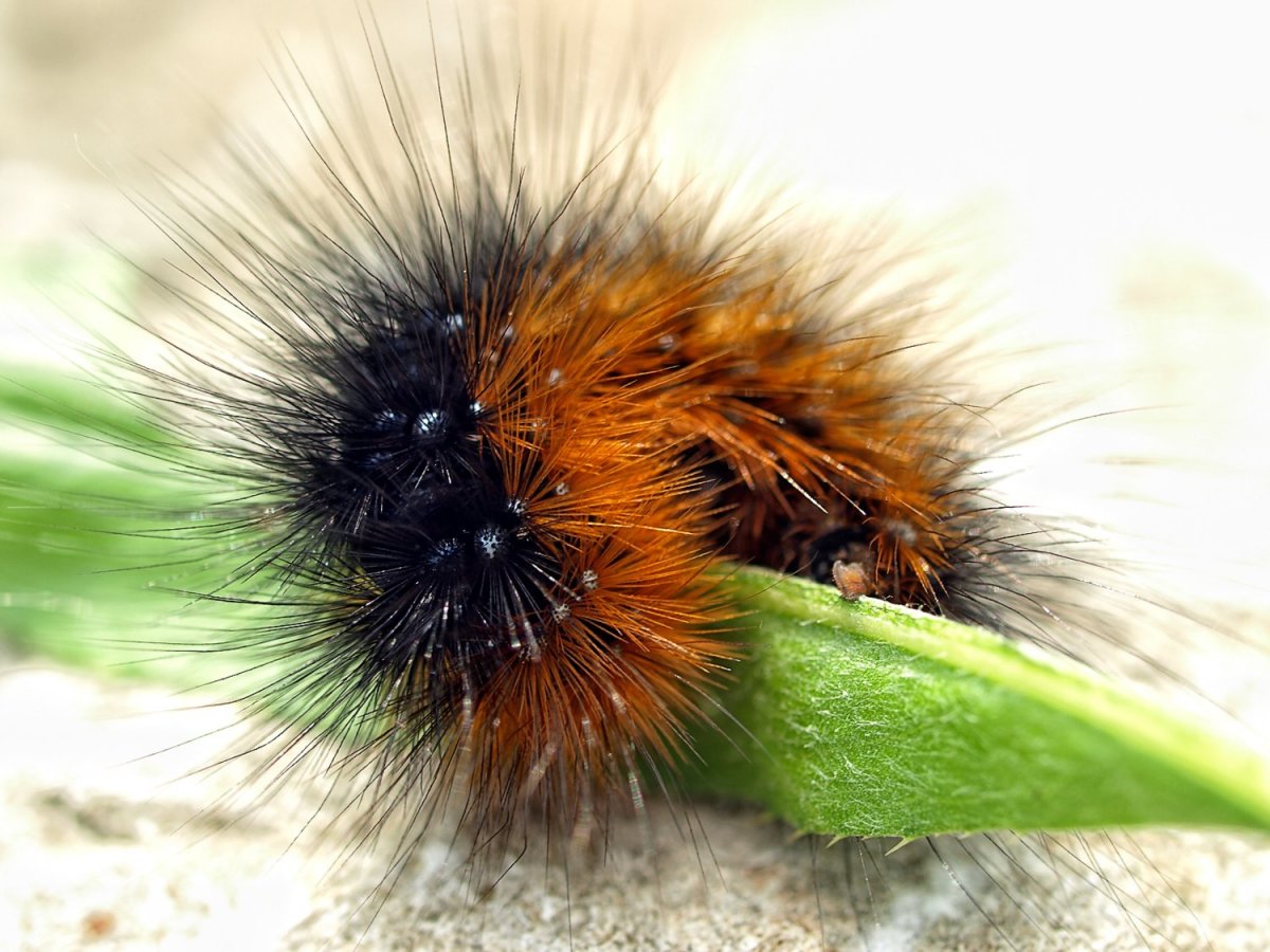 Snowtail Caterpillar
