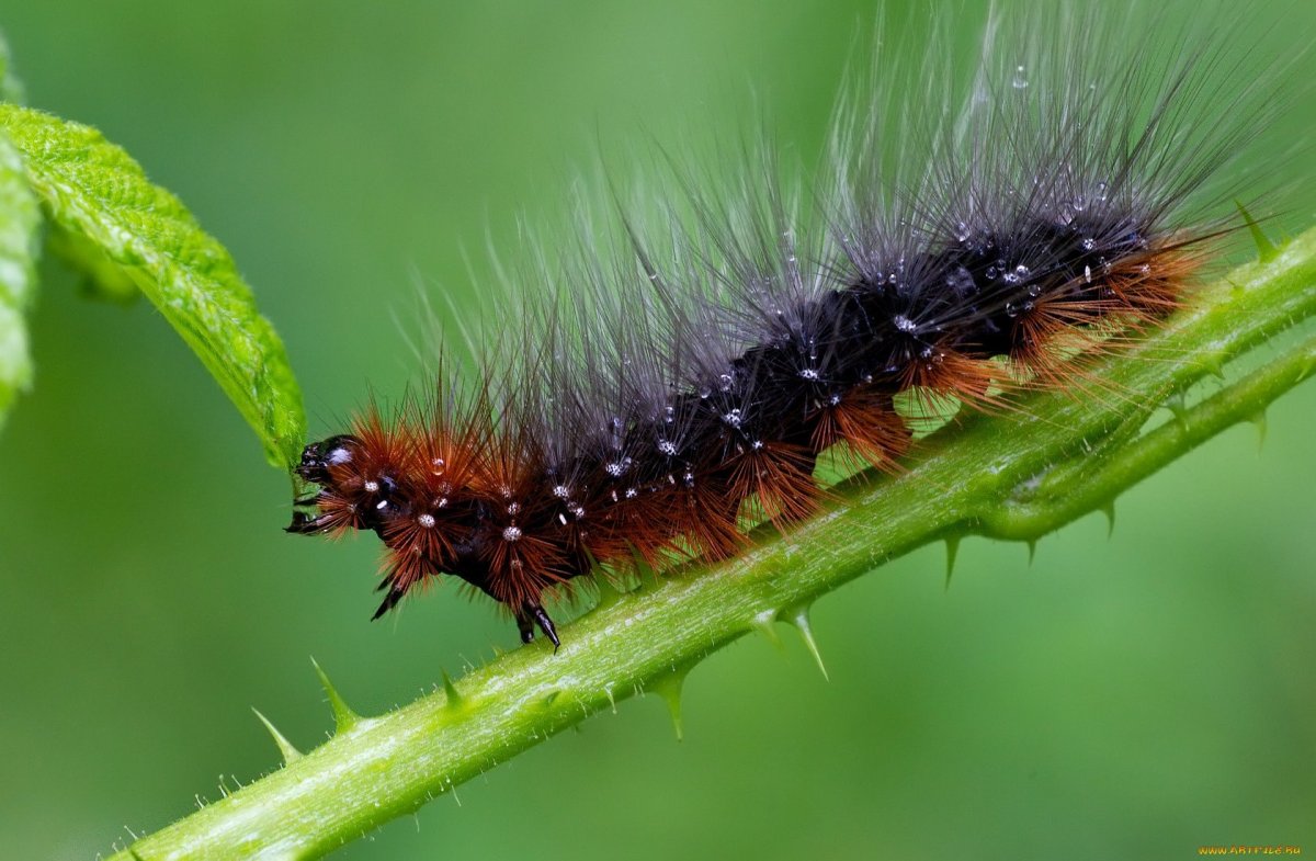 Американская гусеница