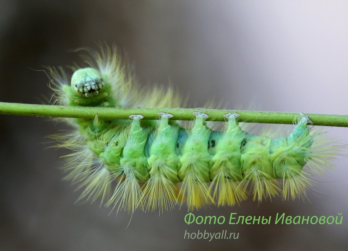 Гусеница мохнатая Лесная