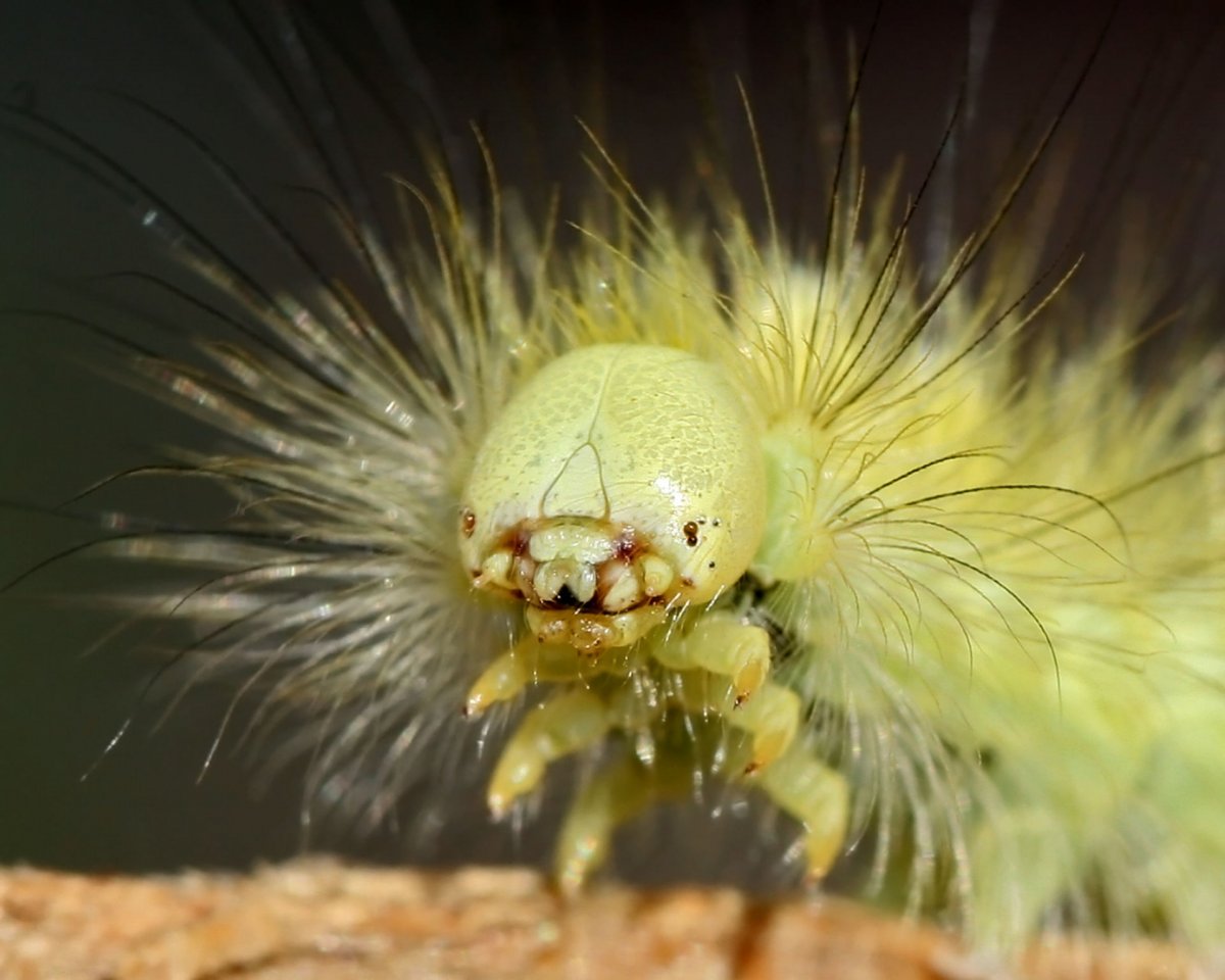 Жук дровосек Титан личинка