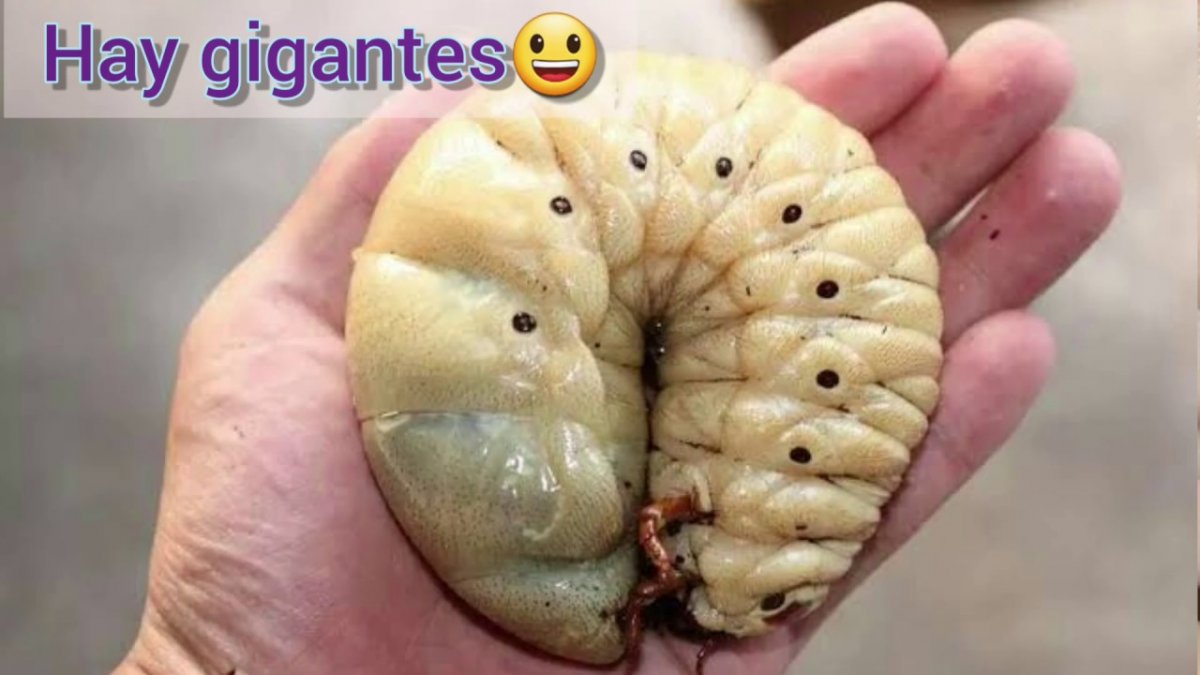 Страшные гусеницы