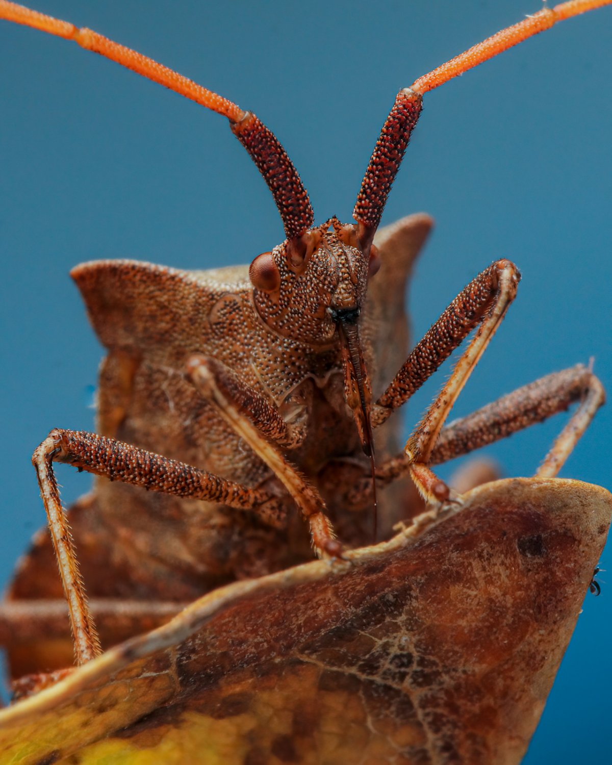 Странные насекомые