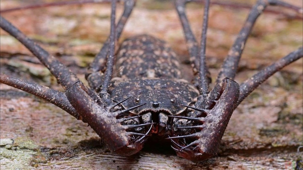 Огромные насекомые