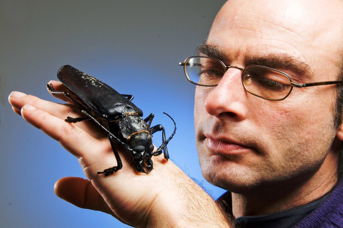 Cosmoderus сверчок