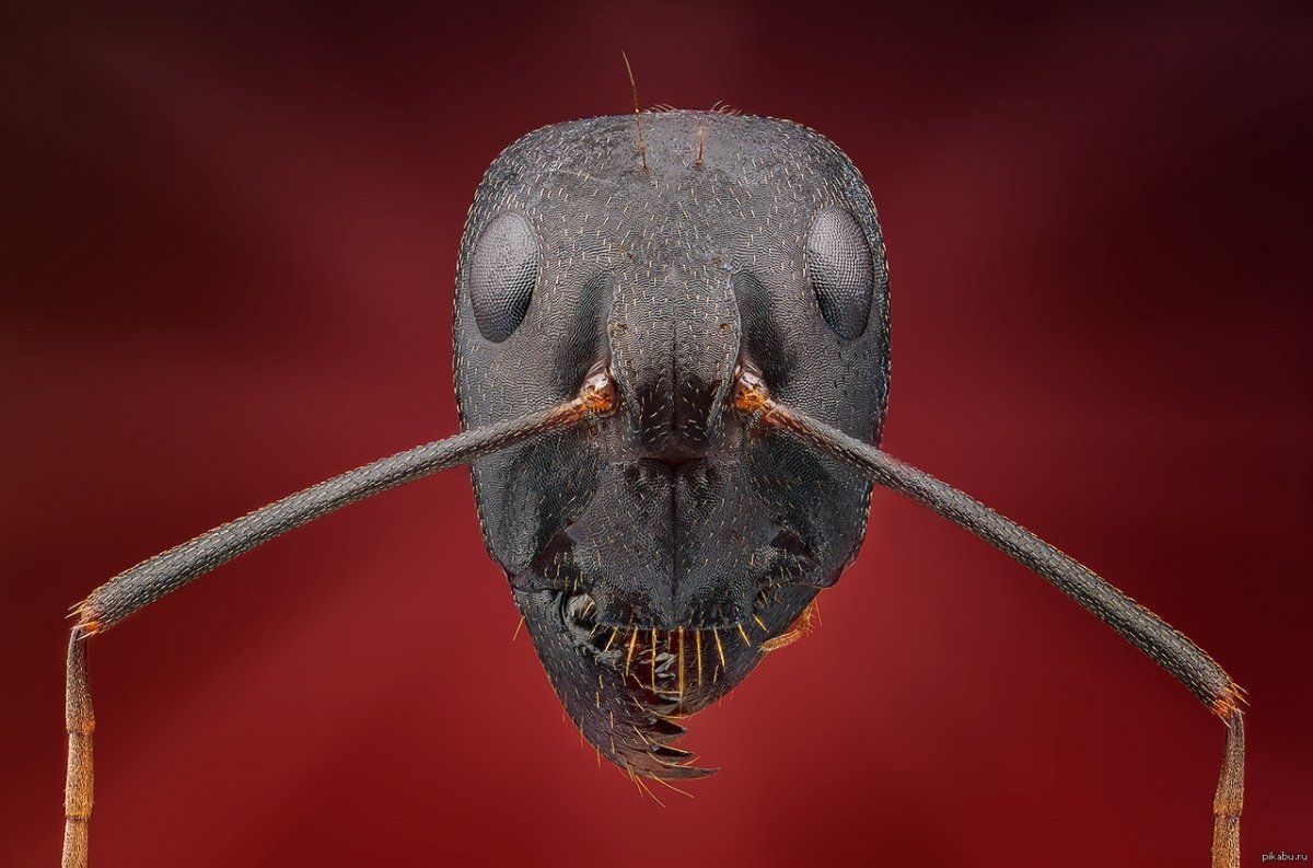 Самые мерзкие насекомые в Таджикистане