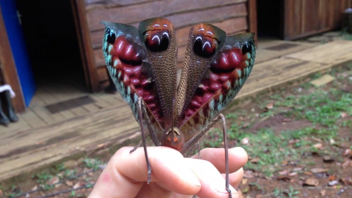 Необычные насекомые