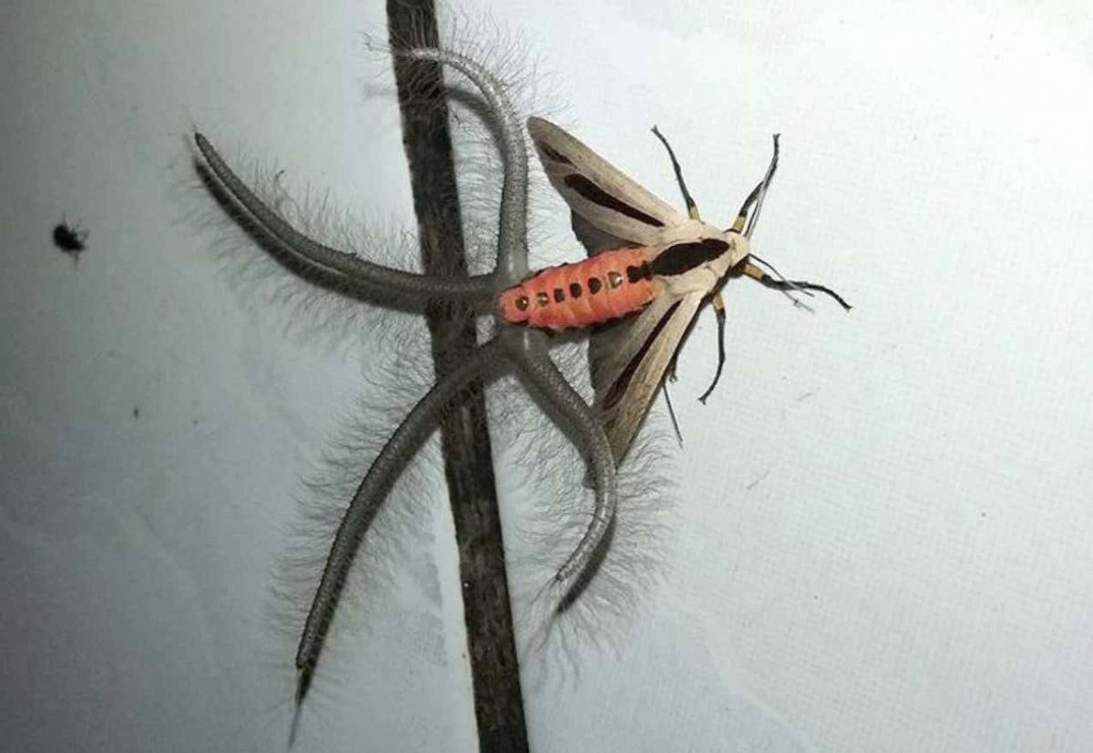 Сколопендра Черноморская