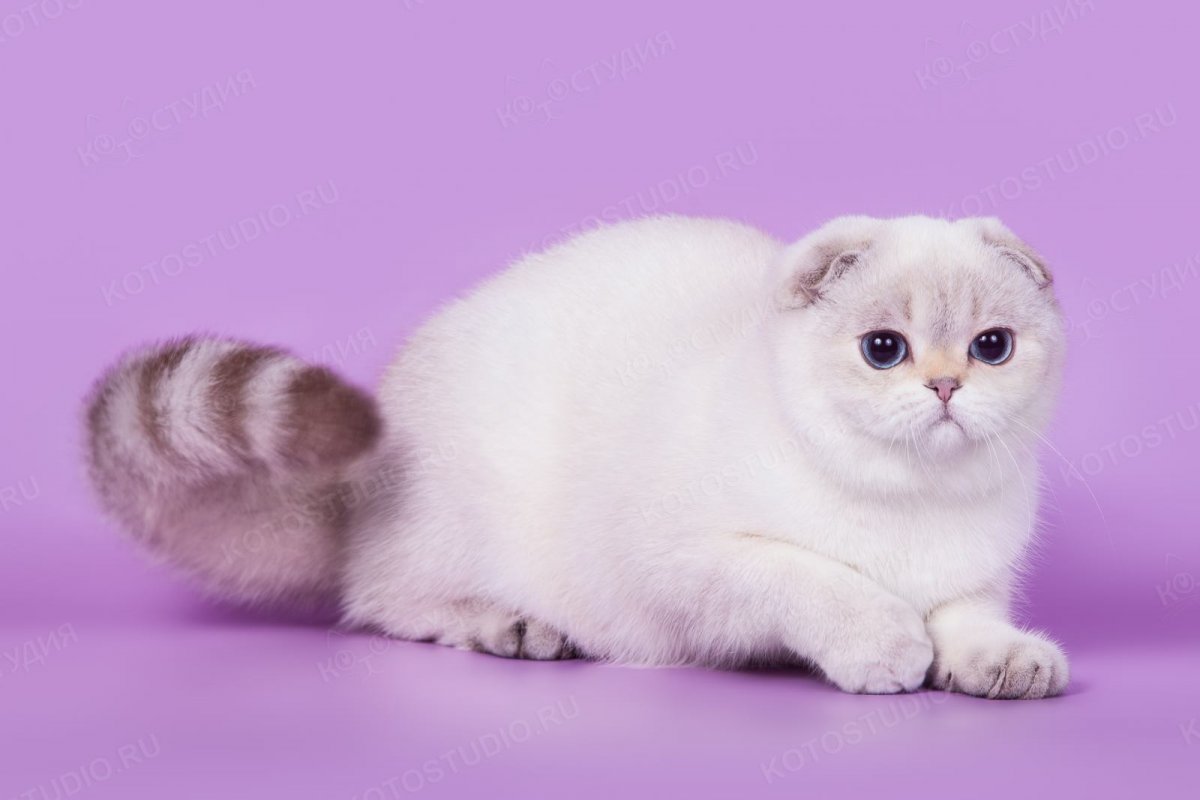 Кот Манчкин вислоухий