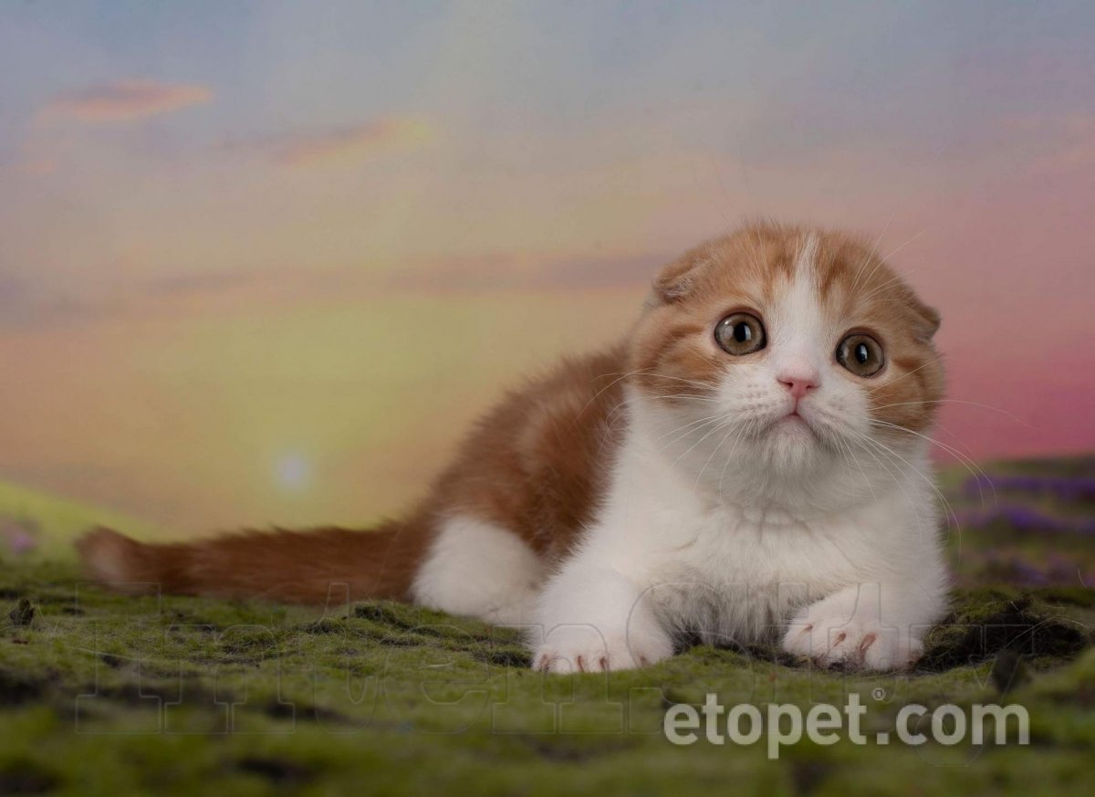 Котята скотишфолд вислоухие