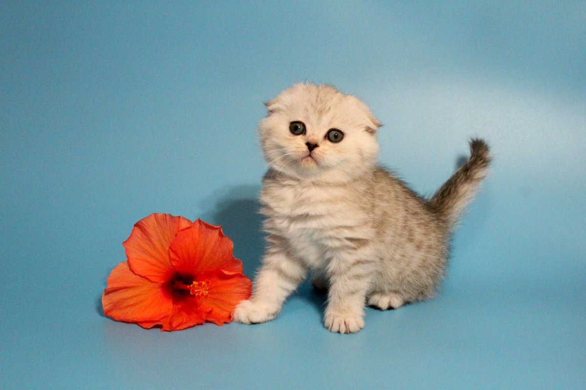 Манчкин порода