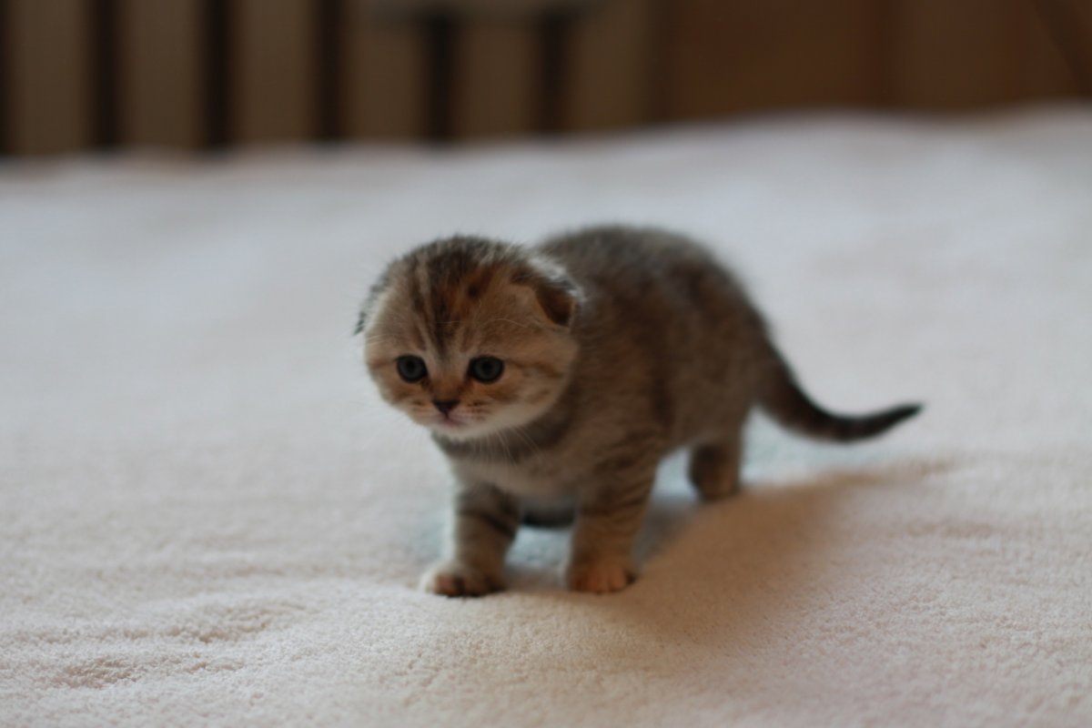 Скоттиш фолд Манчкин