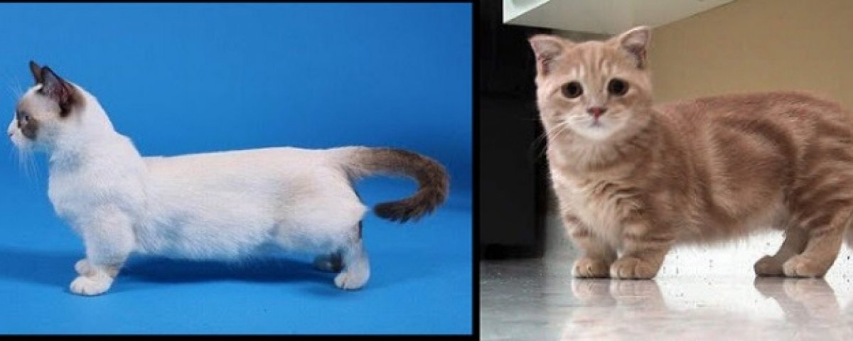 Манчкин Лонг фолд