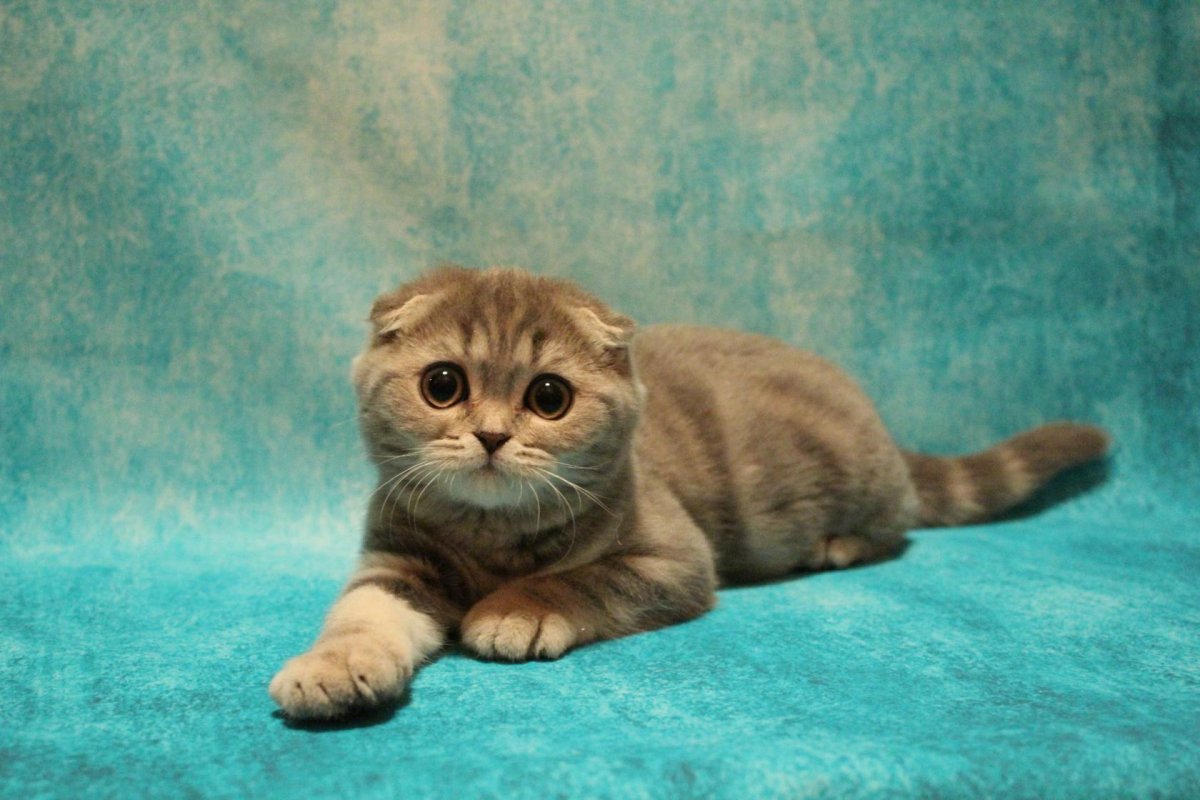 Шотландская вислоухая кошка