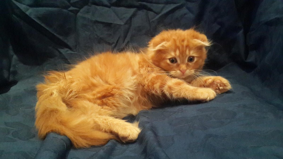 Британский длинношерстный кот рыжий