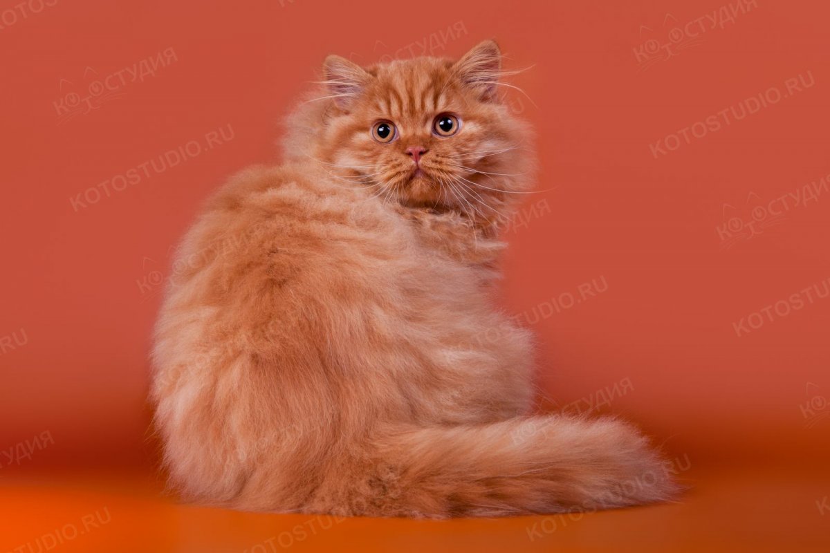 Рыже белая кошка длинношерстная
