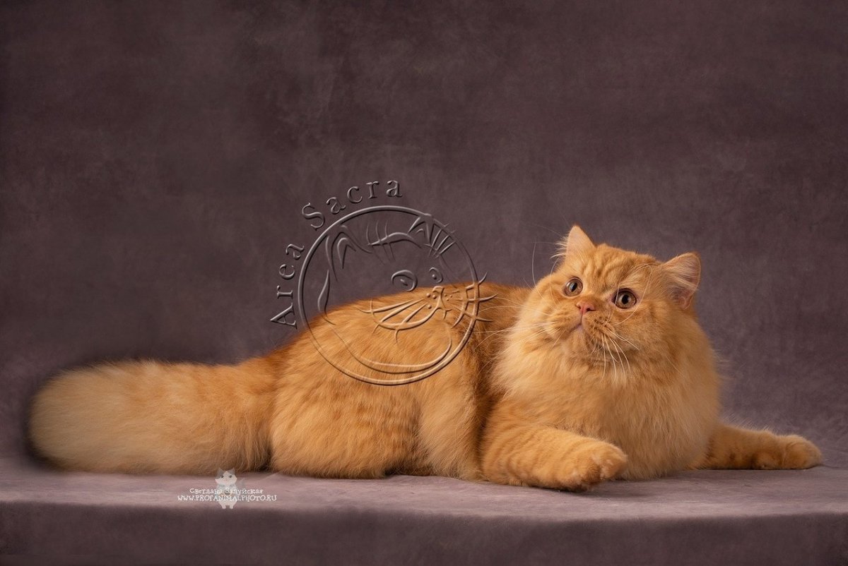 Персидский шиншилла кот рыжий