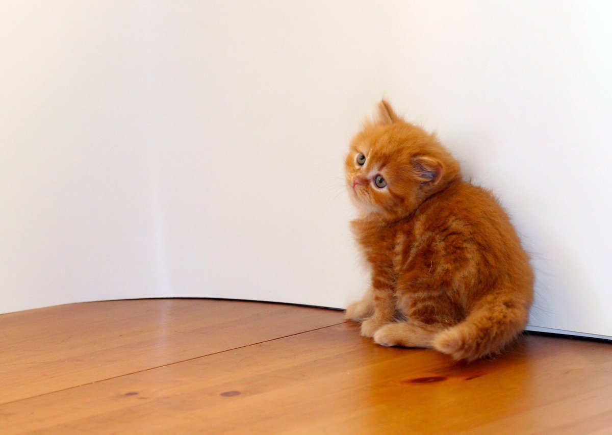 Оранжевая домашняя длинношерстная кошка