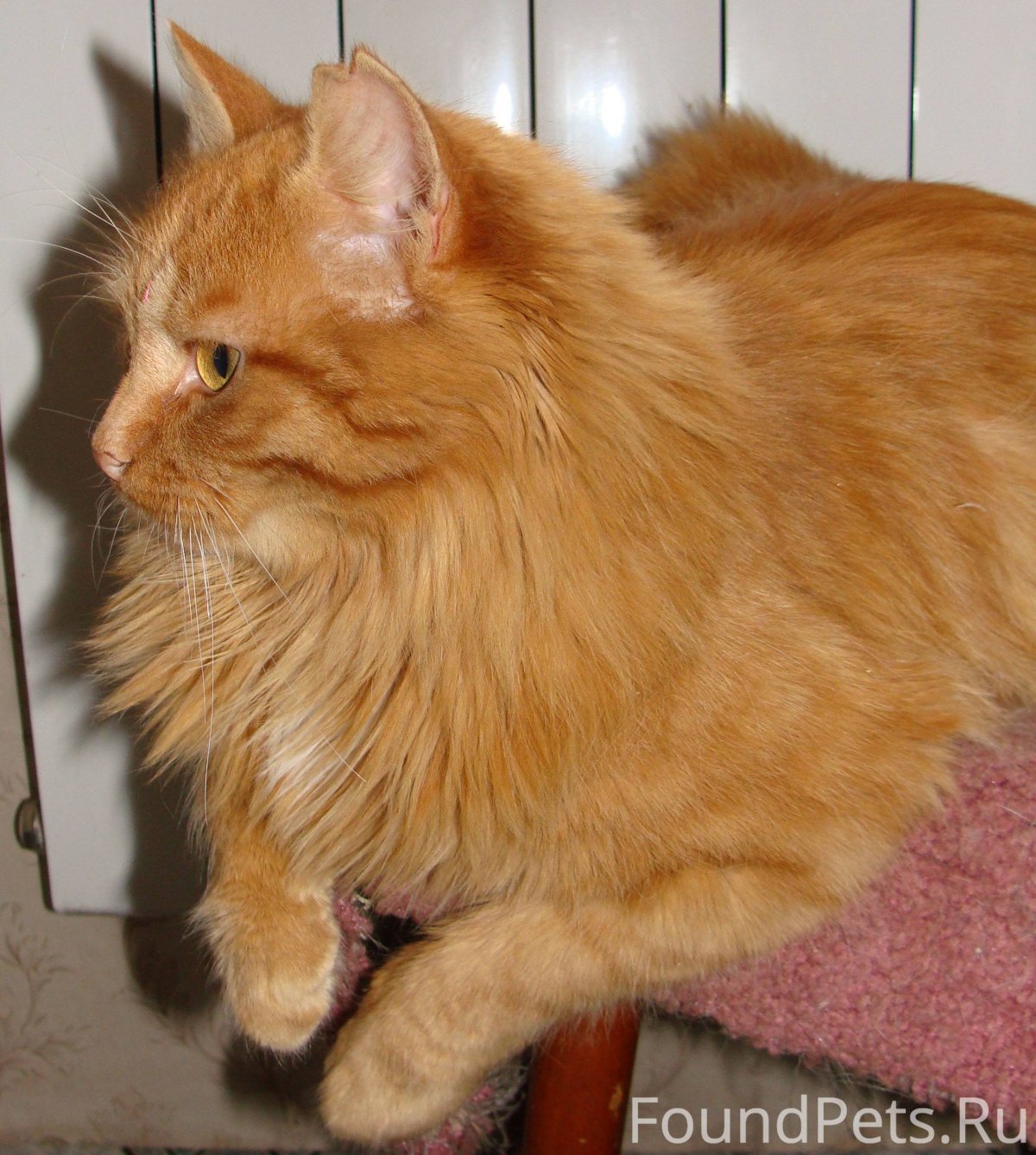 Британская длинношерстная кошка смузи