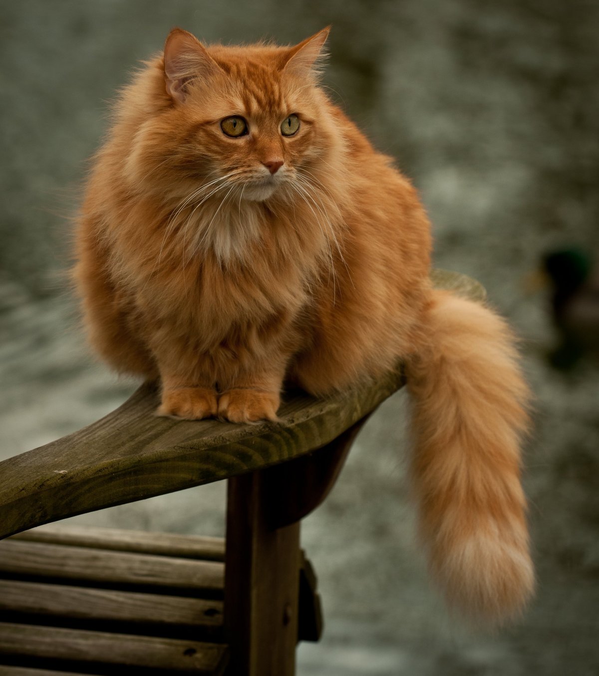 Британская длинношерстная Золотая шиншилла смузи