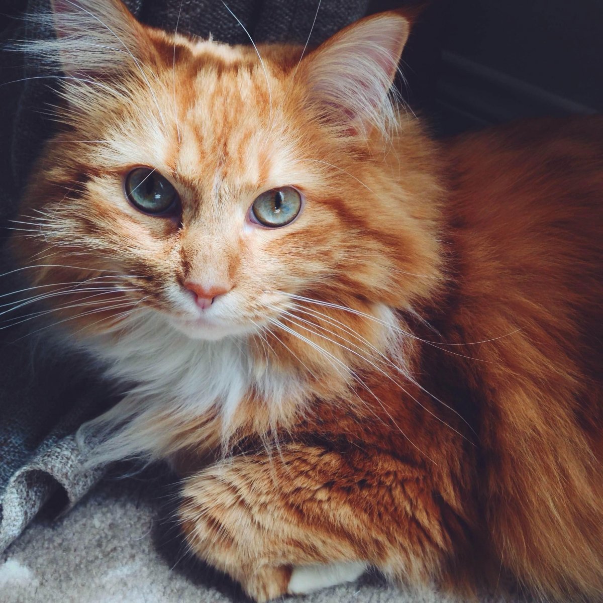 Длинношерстный Мейн кун