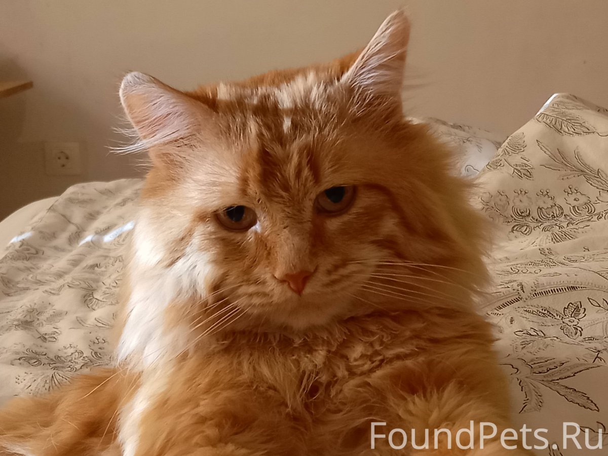 Британская длинношёрстная кошка