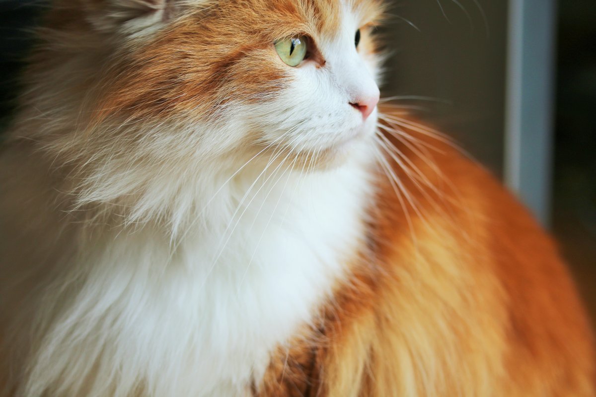 Шотландская прямоухая длинношерстная кошка хайленд-страйт