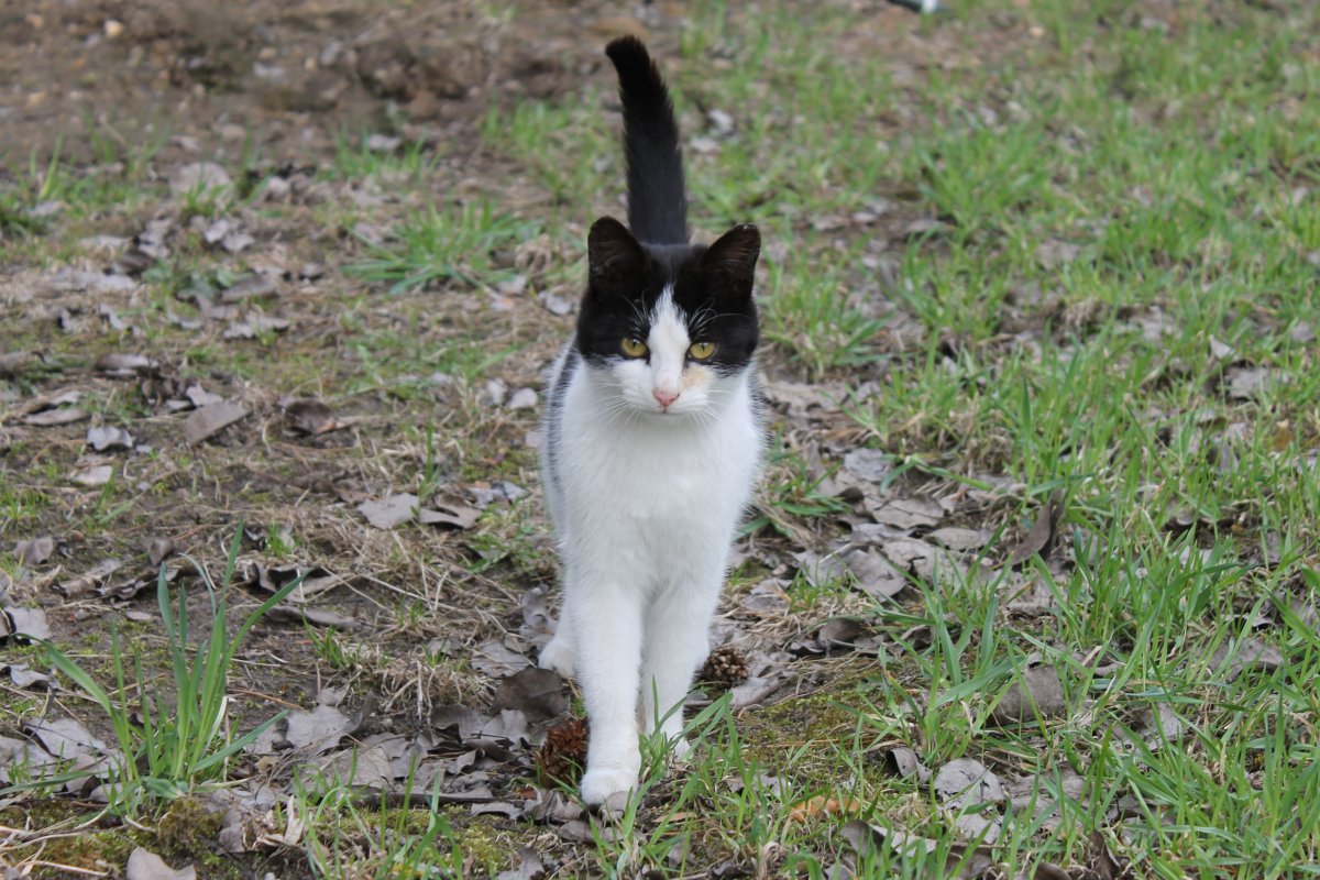 Кошка дворняжка черно белая