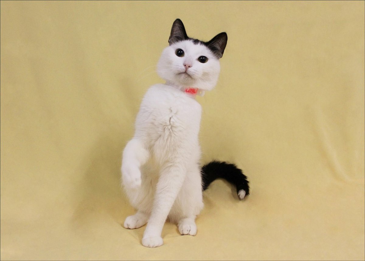 Белая кошка с черным хвостом