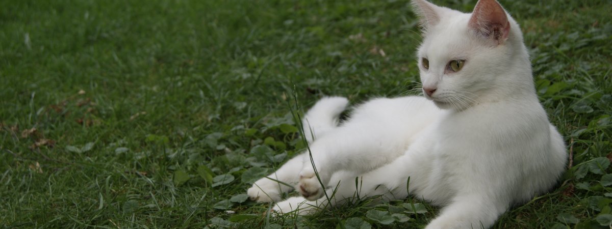 Курильский бобтейл белый