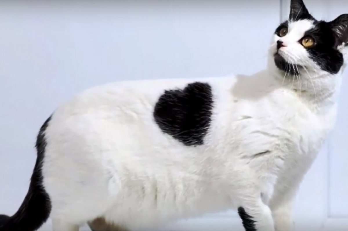 Черно белая кошка порода