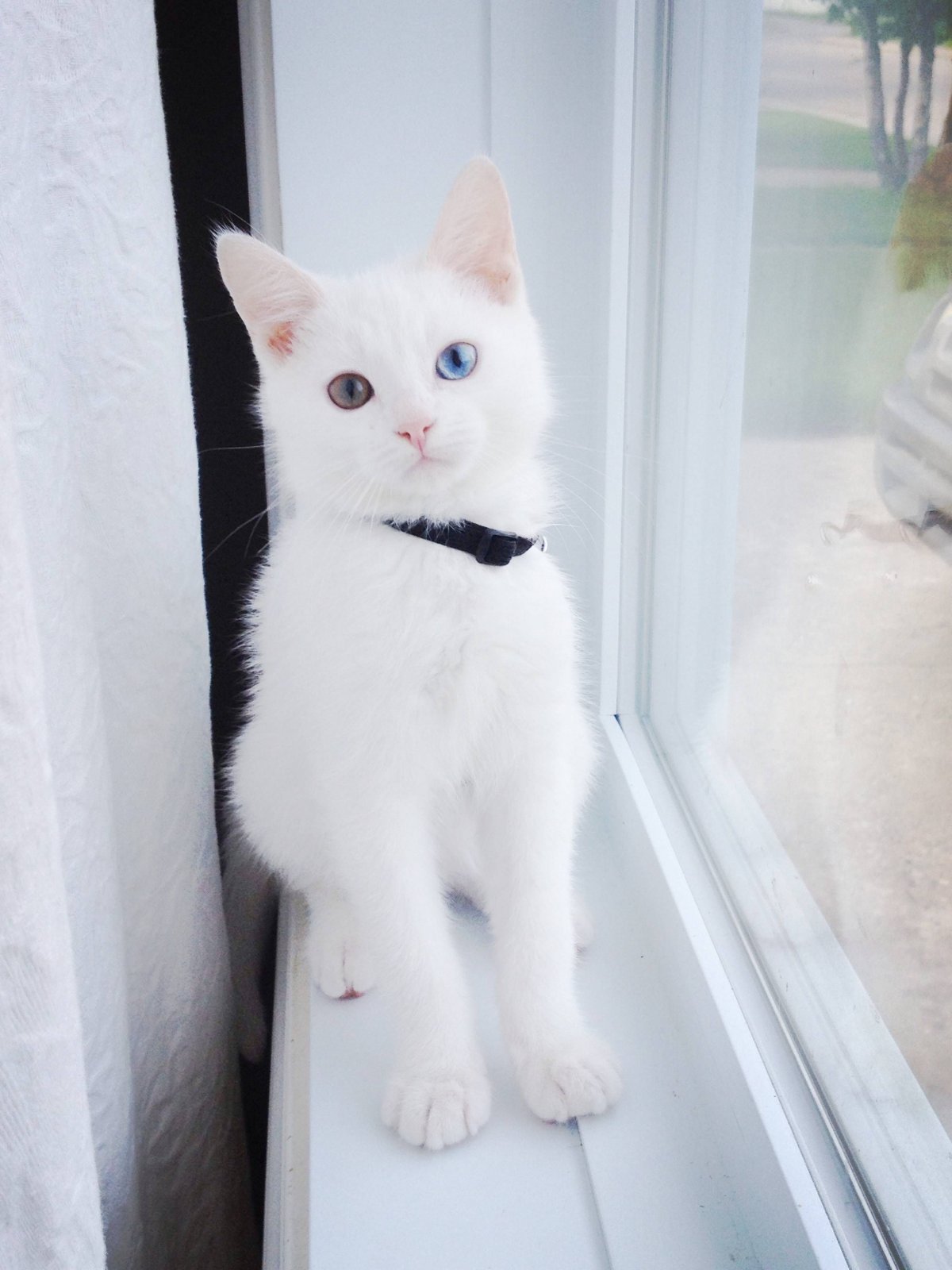 Турецкая ангора биколор