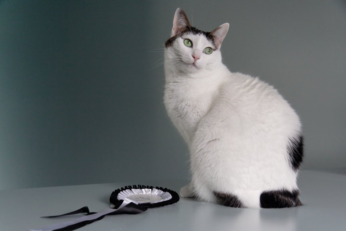 Белый кот в ошейнике