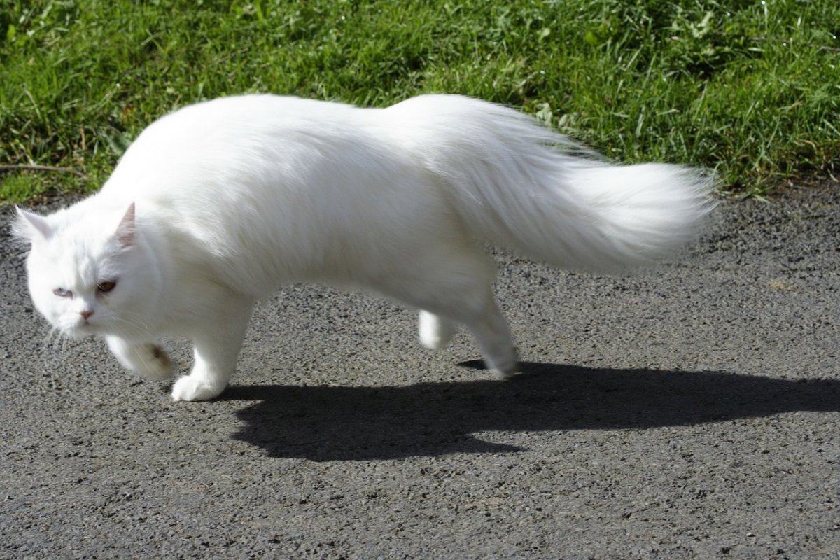 Японский бобтейл кот белый