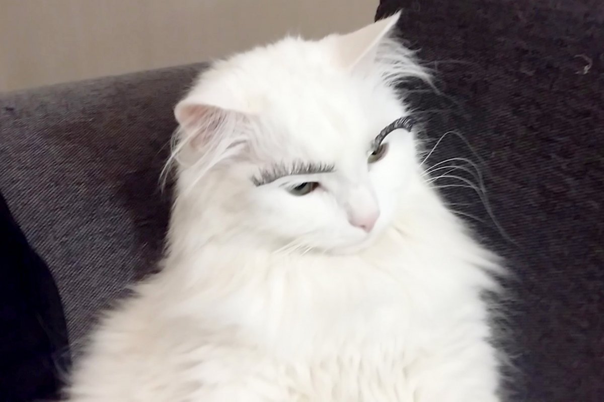 Белый кот с серыми пятнами