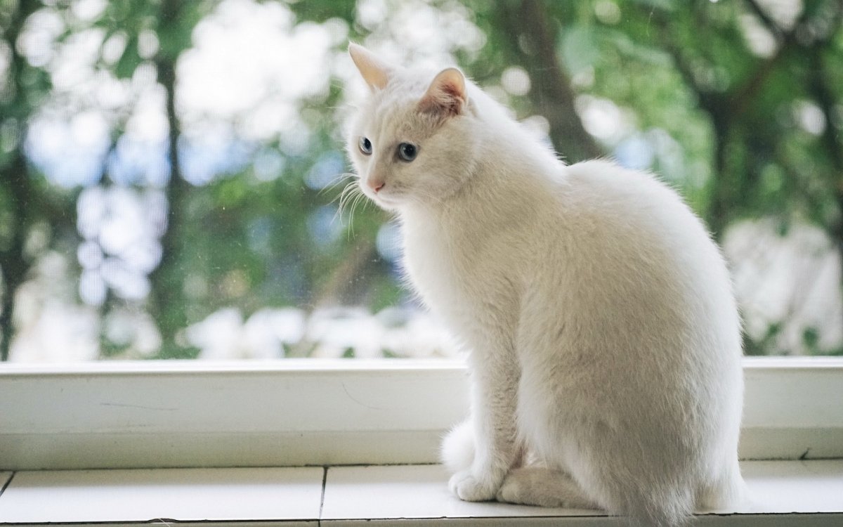 Зеленый кот