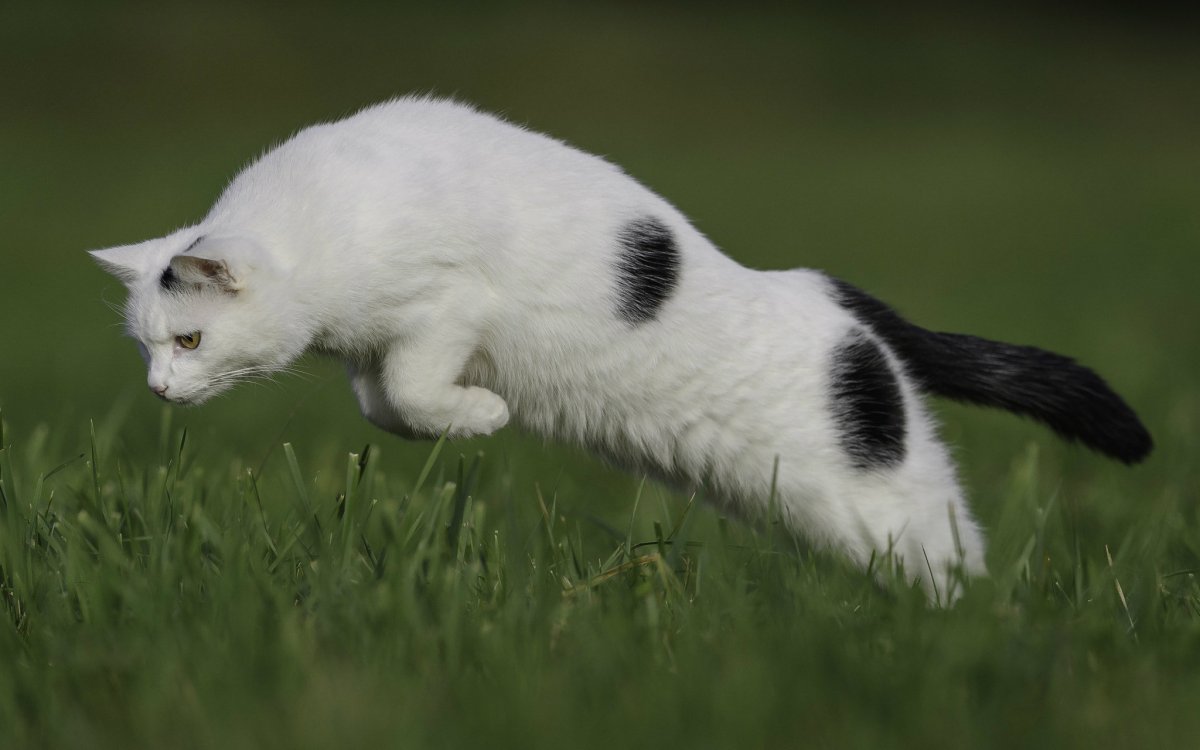 Белая кошка с черным хвостом