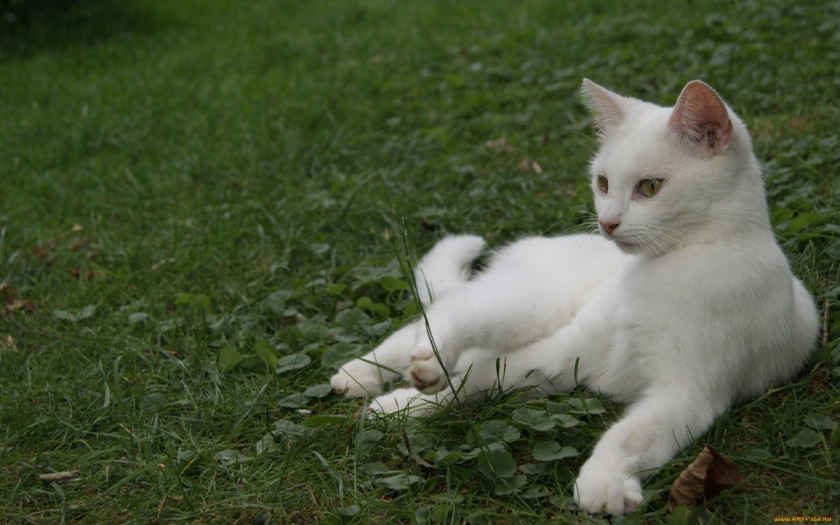 Ангорская кошка турецкая ангора