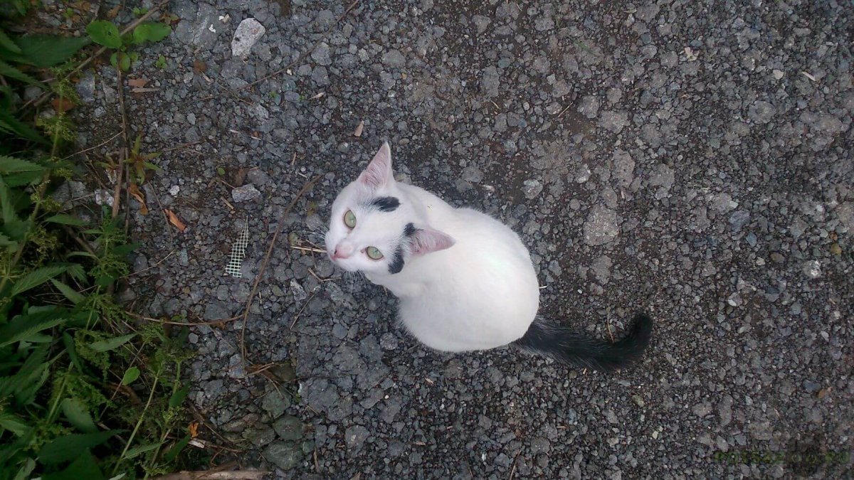 Турецкая ангора Манчкин