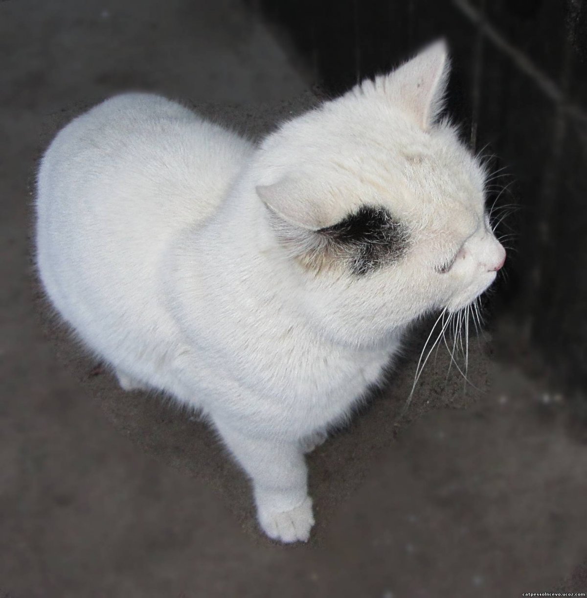 Кошка белая с черным хвостом и ушками