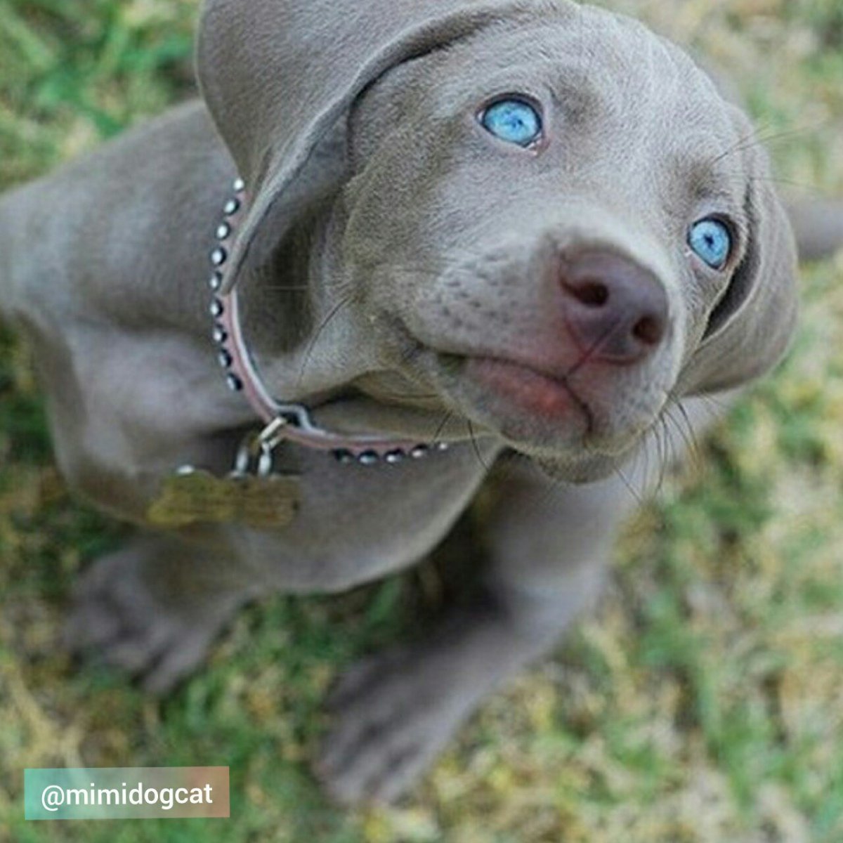 Американский питбуль ред ноуз