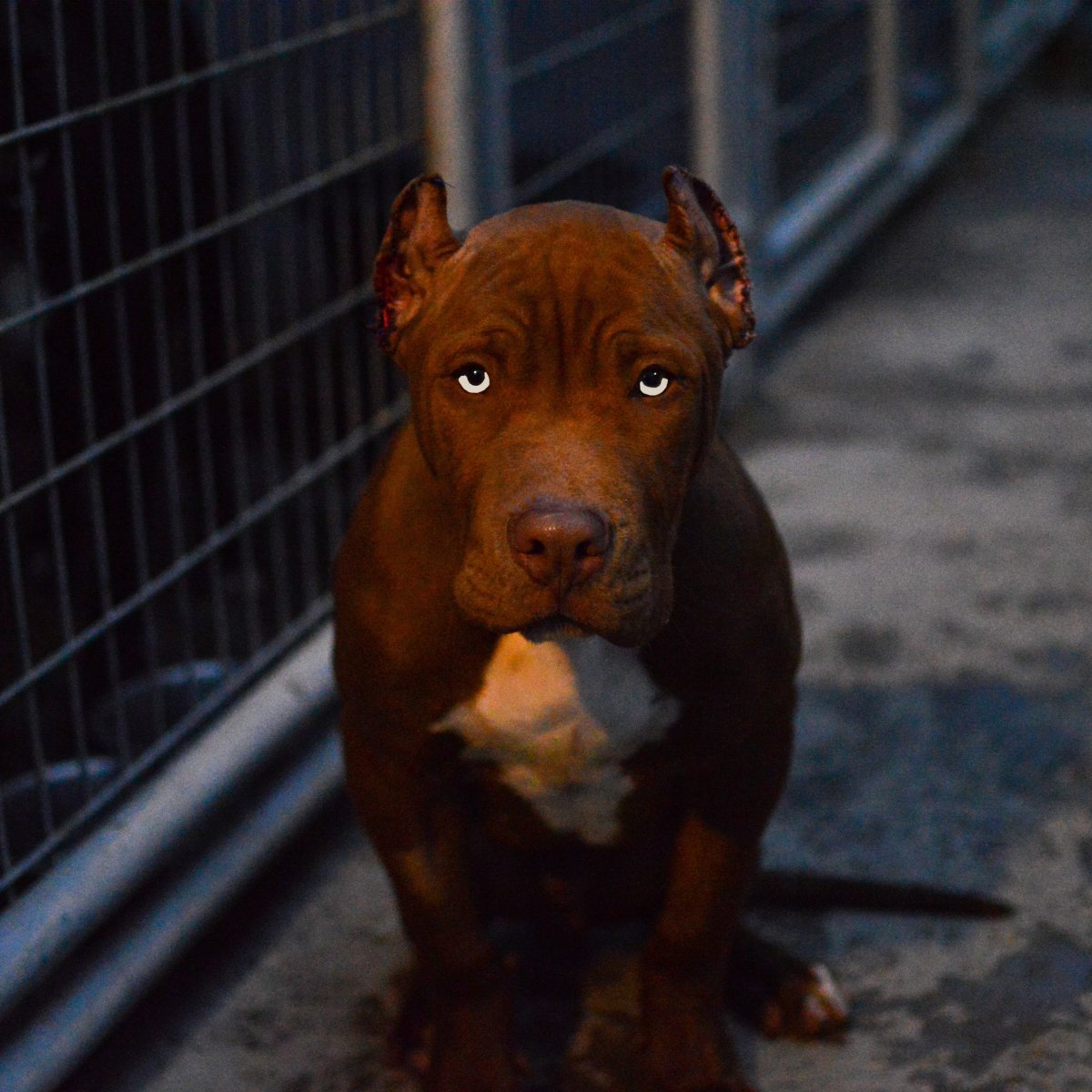 Кане Корсо синий