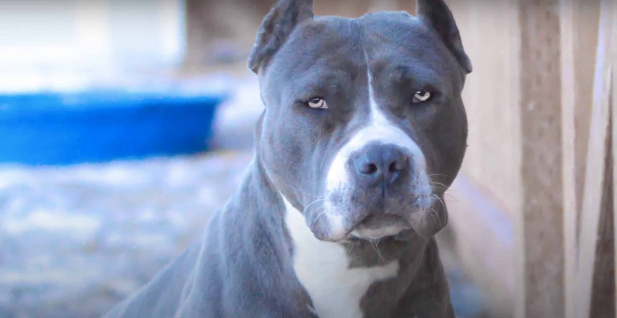 Зеленоглазые собаки