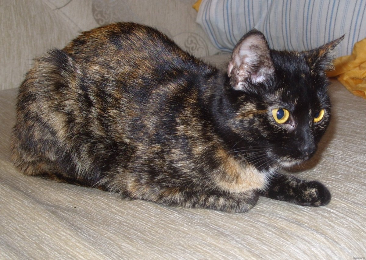 Черепаховый окрас кошки