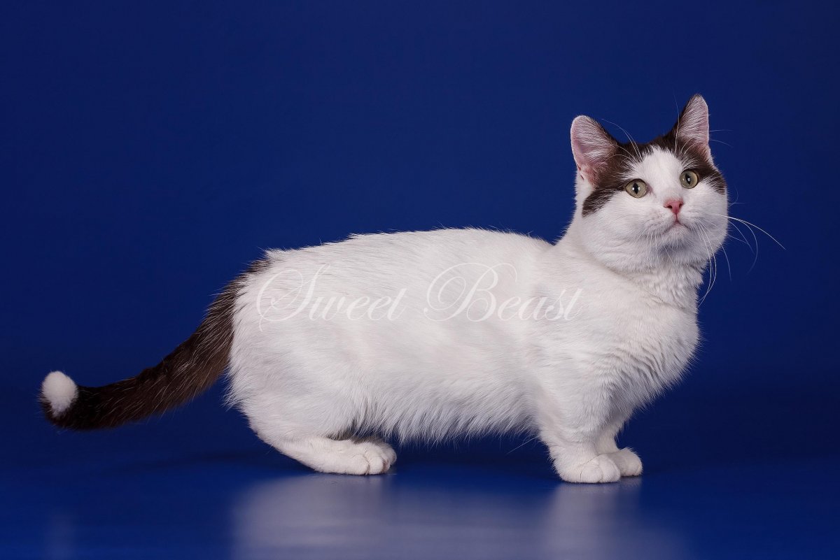 Коротколапые котята Манчкин