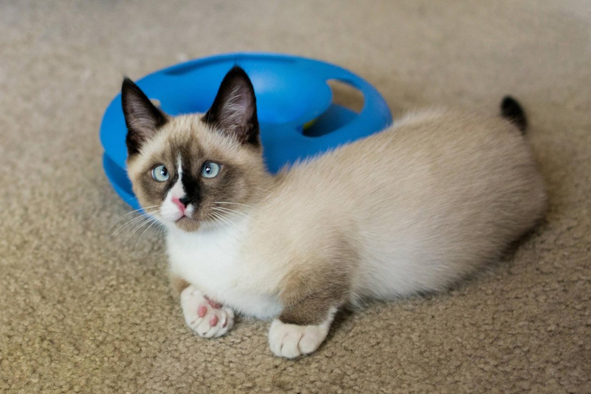 Маячкин кот